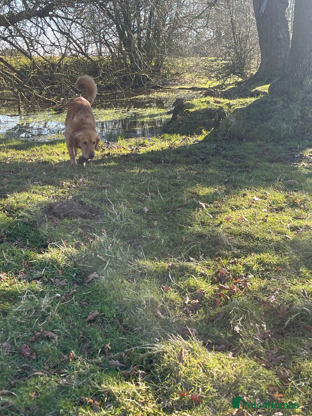 Golden Retriever dogs for sale: Absolutely stunning pedigree little boy  - Image 12