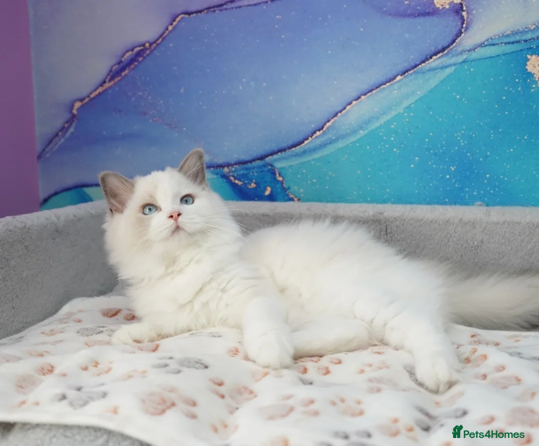 Ragdoll cats for sale: blue bicolour boys and girls available  - Advert 15