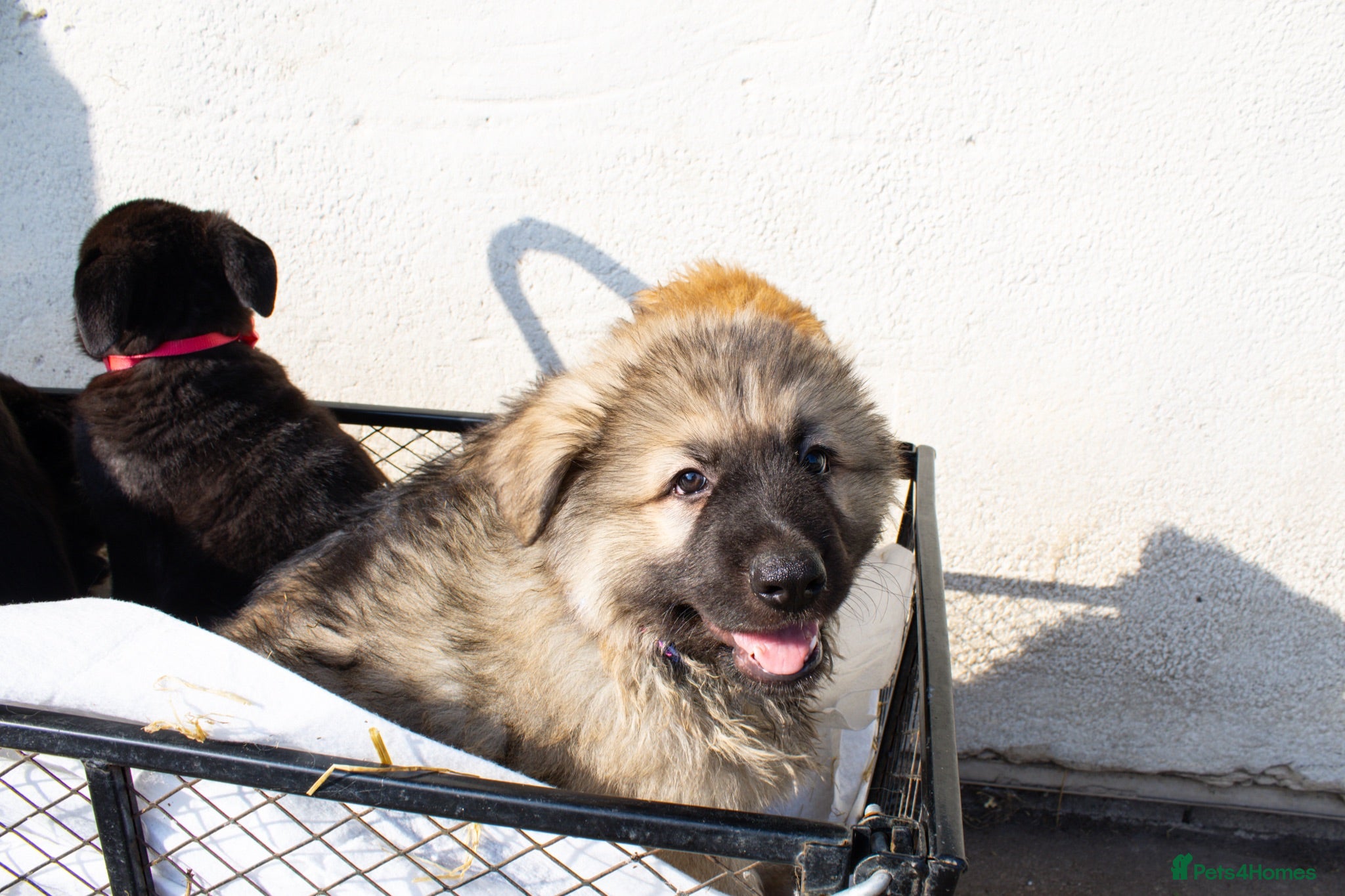 German Shepherd dogs German Shepherd Puppies  - Advert 2
