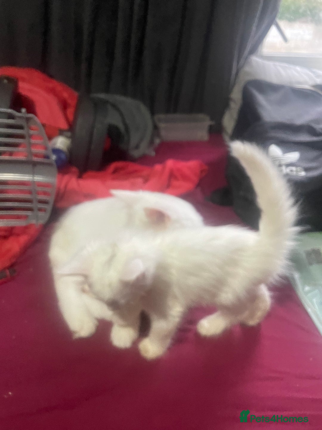 Turkish Angora cats for sale: Cute playful Turkish angora  - Image 2