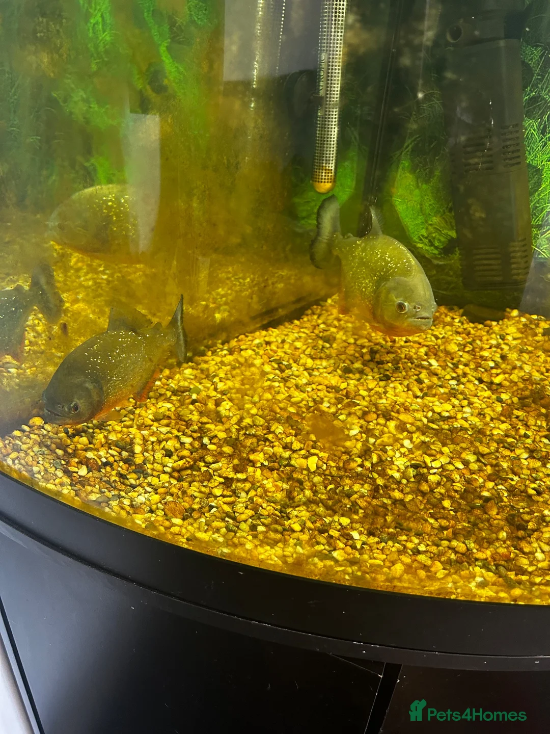 Piranhas fish for sale: Pair of piranhas and tank for sale  - Advert 2