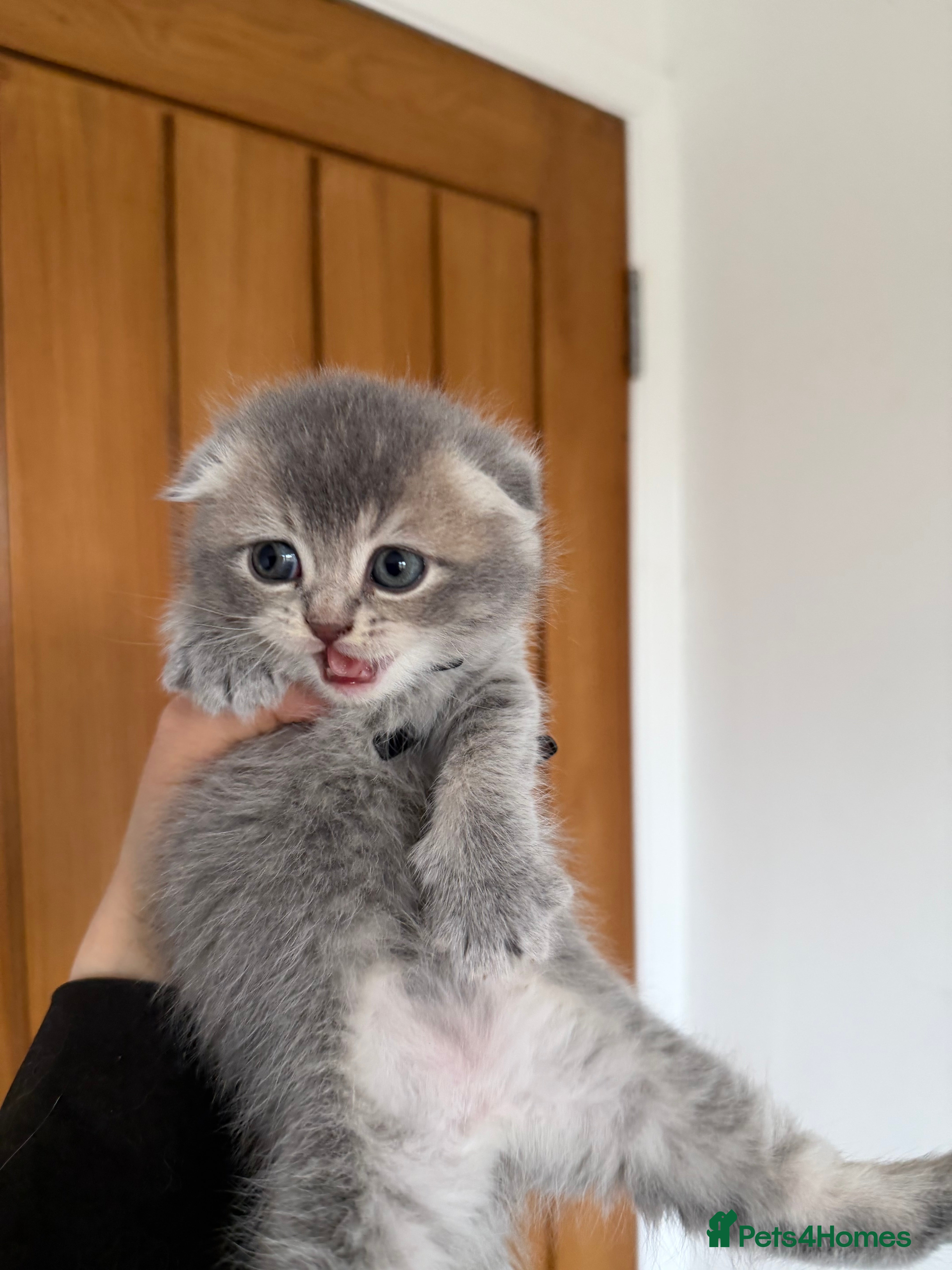 Scottish Fold cats Champion Bloodlines Scottish Straight/Fold Kittens - Advert 16