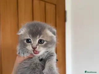 Scottish Fold cats Champion Bloodlines Scottish Straight/Fold Kittens - Advert 16