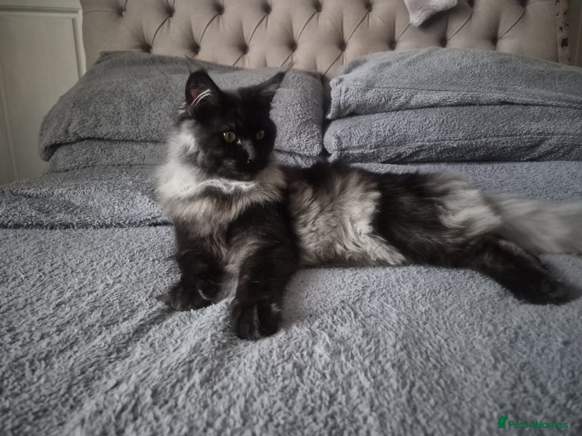 Maine Coon cats 7 Maine coon Kittens - Advert 4
