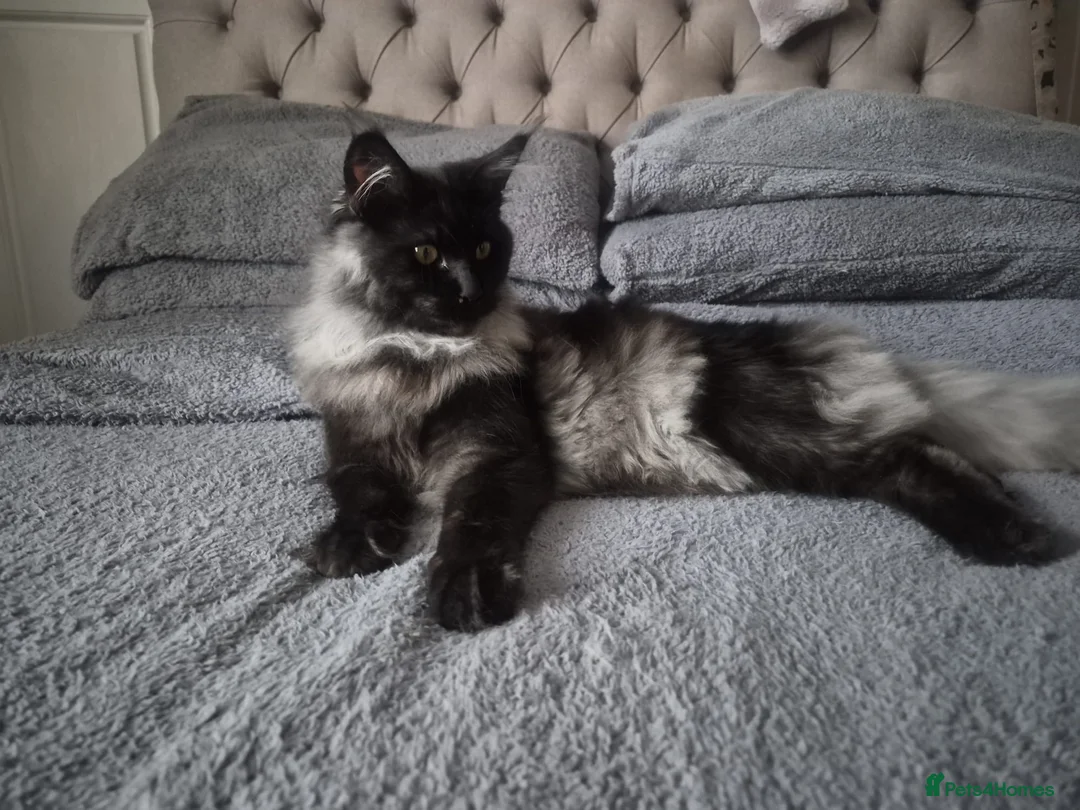 Maine Coon cats for sale: 7 Maine coon Kittens - Advert 1