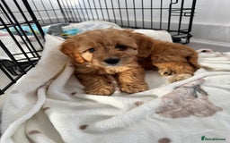 Cockapoo dogs for sale: Cockerpoo puppy - Image 1