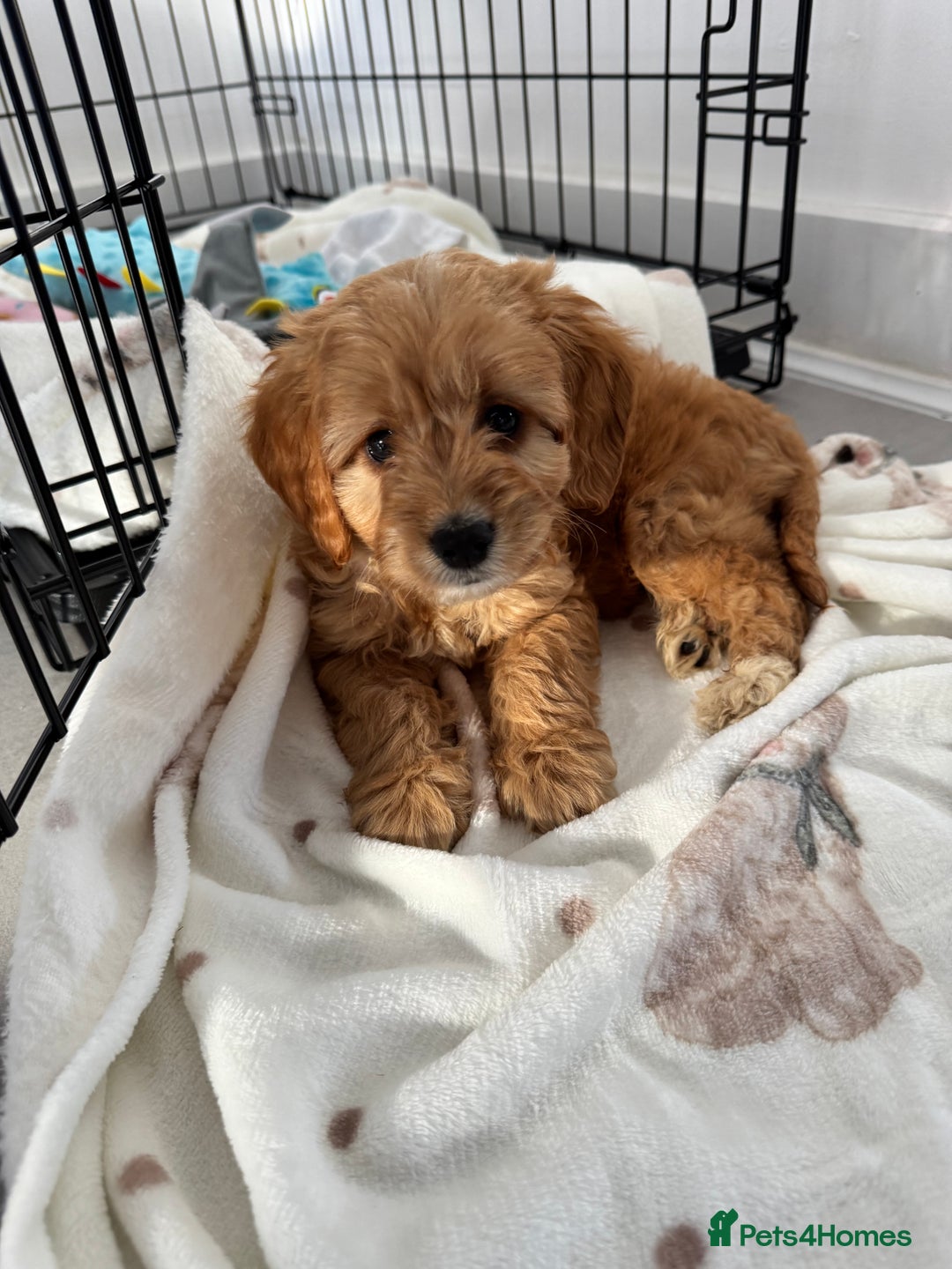 Cockapoo dogs for sale: Cockerpoo puppy - Image 1