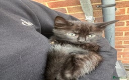 Domestic Shorthair cats for sale: Beautifull kittens  - Image 2