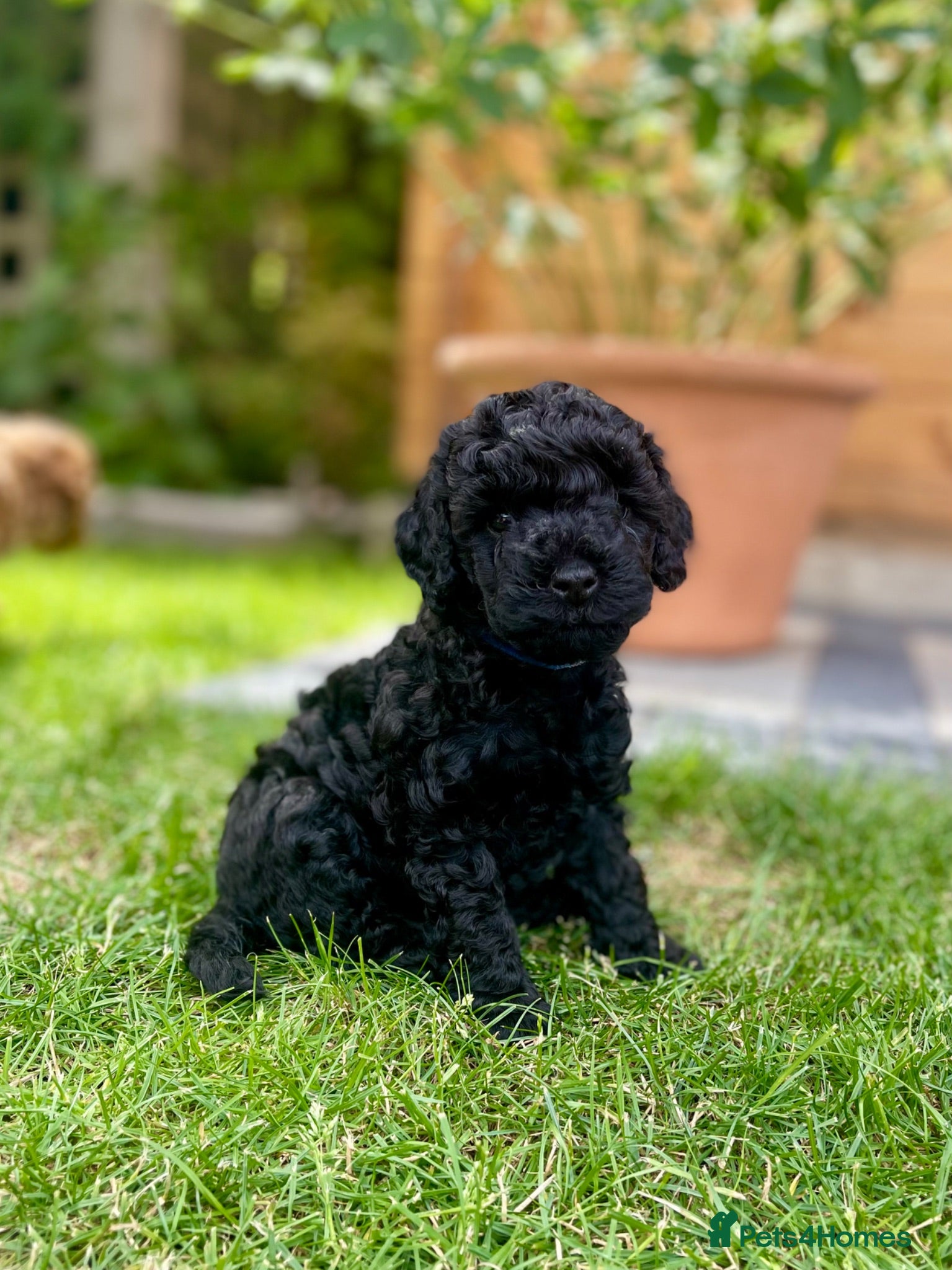 Maltipoo dogs F1b Toy Maltipoo Puppies Ready 22 July | Essex - Advert 1