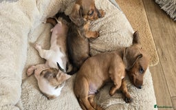 Dachshund dogs for sale: Beautiful Miniature dachshund puppies  - Image 10