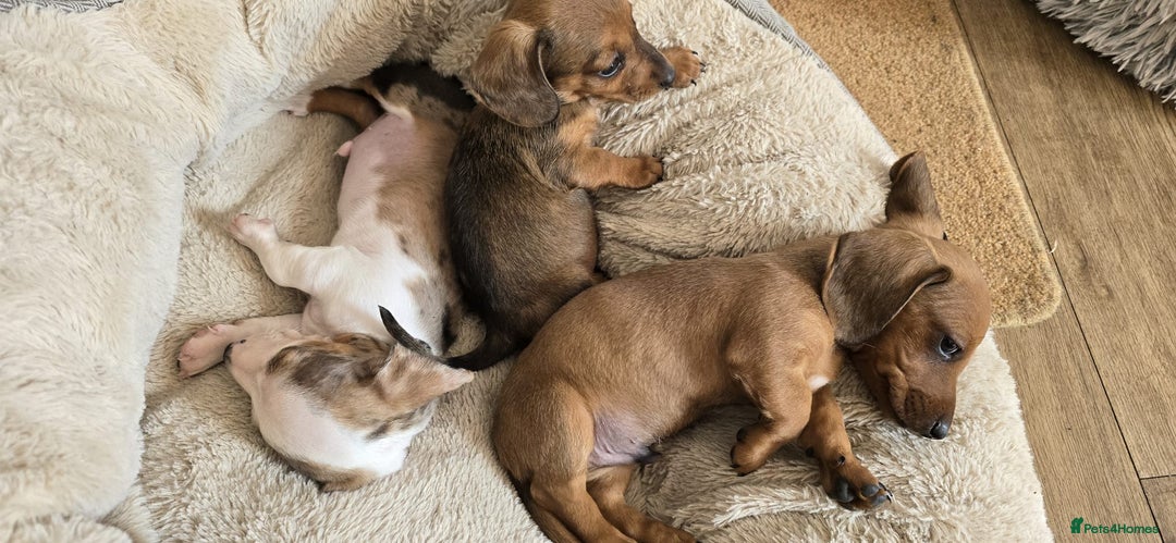 Dachshund dogs for sale: Beautiful Miniature dachshund puppies  - Image 10