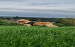 Golden Retriever dogs for sale: Golden retriever puppies - Image 34