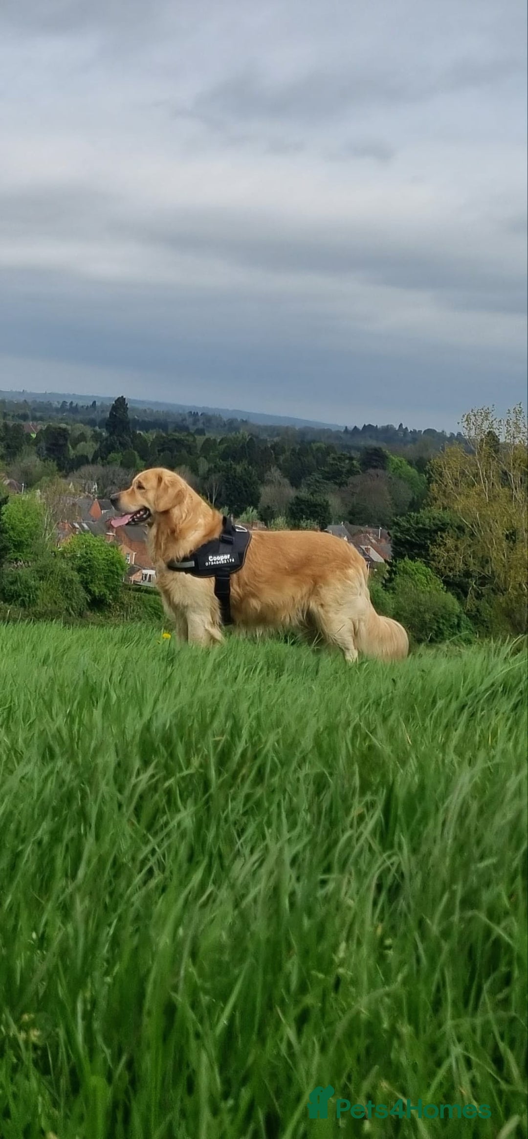 Golden Retriever dogs for sale: Golden retriever puppies - Image 34