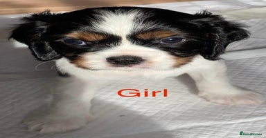 Cavalier King Charles Spaniel dogs - Advert 13