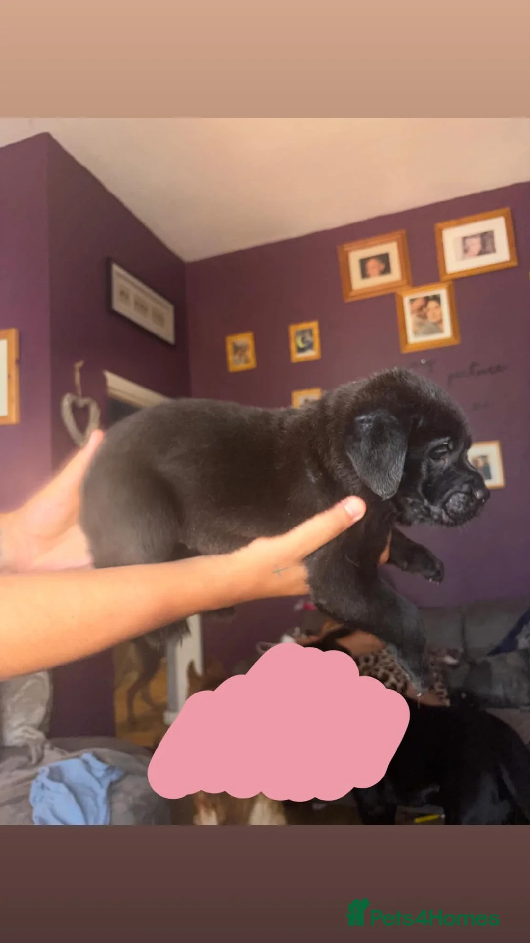 Mixed Breed dogs for sale: Cane shepherds - Advert 1