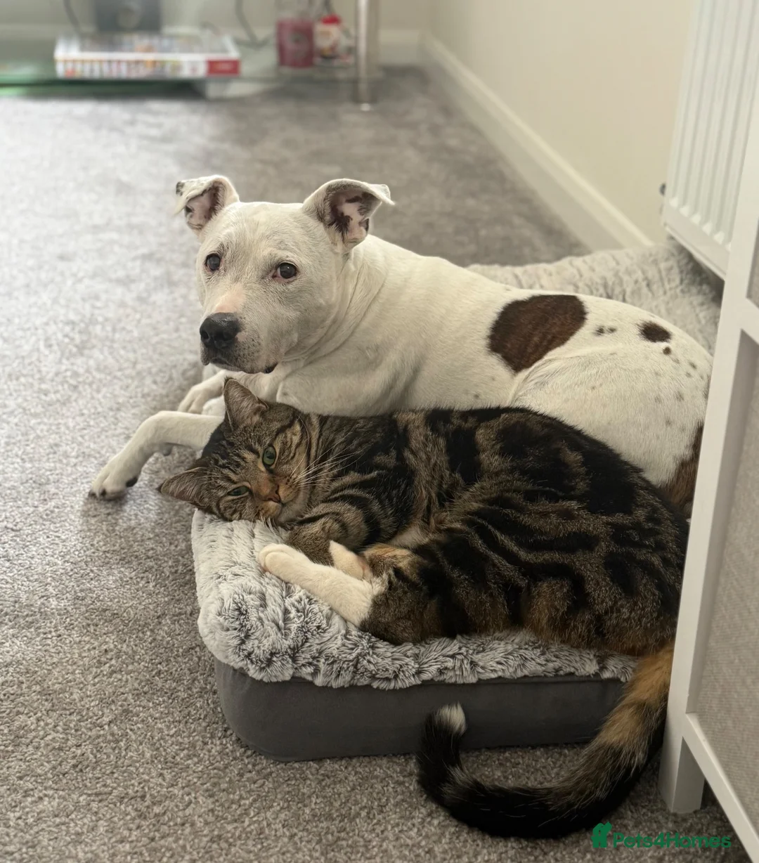 Mixed Breed cats for sale: Benji very friendly  in Nottingham - Advert 1