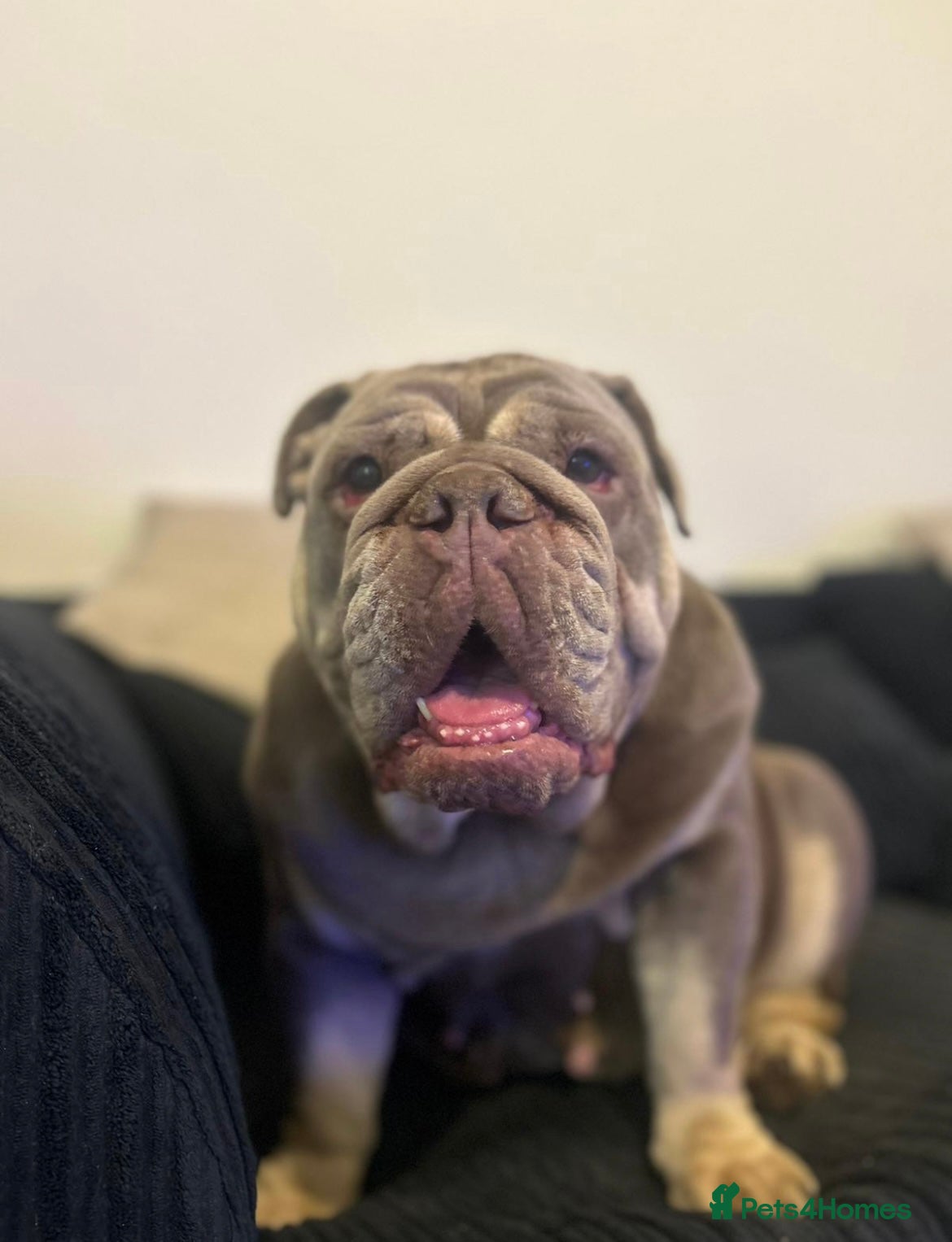 English Bulldog dogs Beautiful Female English Bulldog to be re-homed - Advert 2