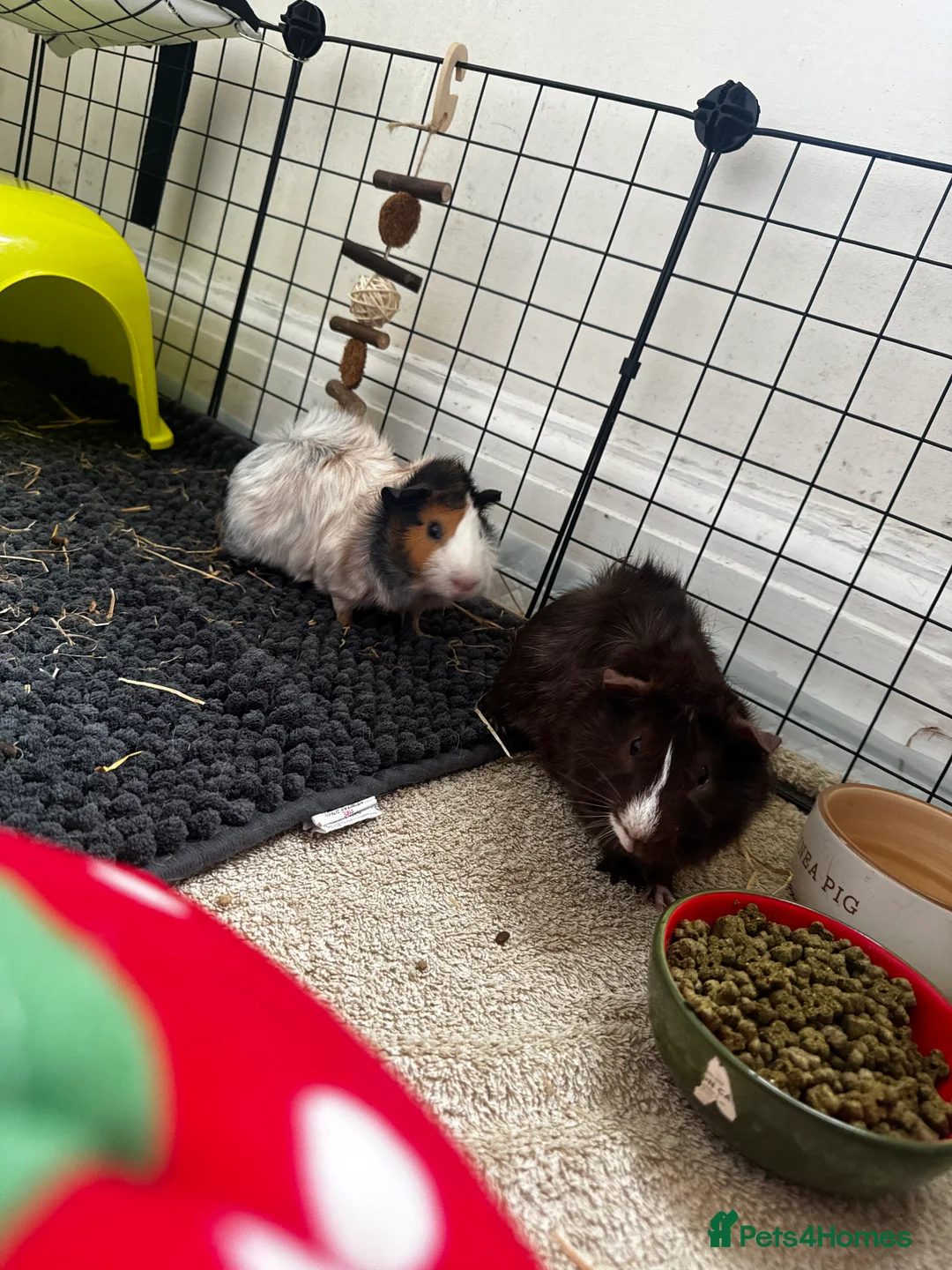 Guinea Pig rodents for sale: 2 male bonded brothers  - Advert 1