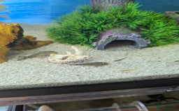 Bettas fish for sale: Tropical fish,betta samurai,angels,kribs,bn plecos - Image 4