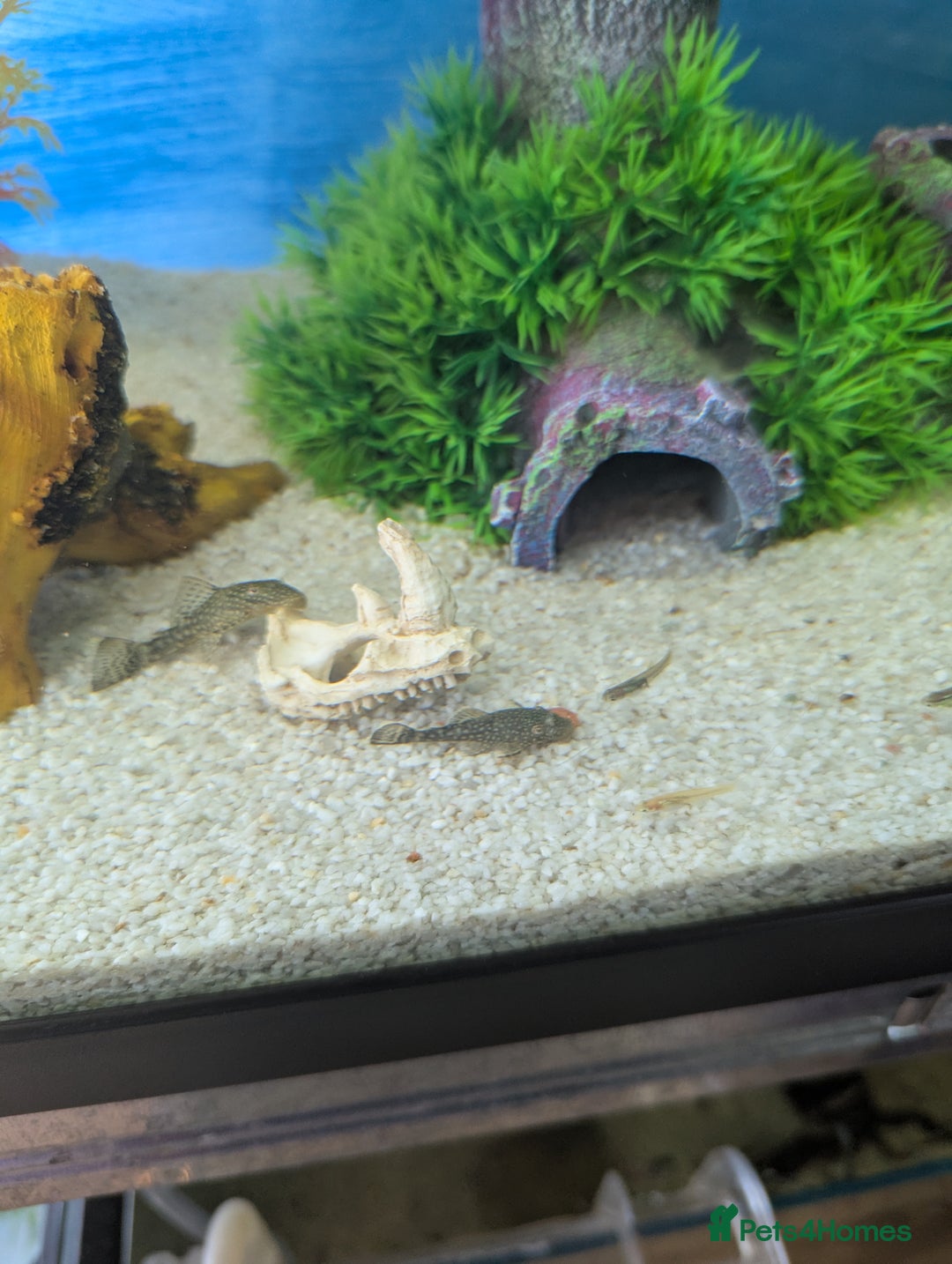 Bettas fish for sale: Tropical fish,betta samurai,angels,kribs,bn plecos - Image 4