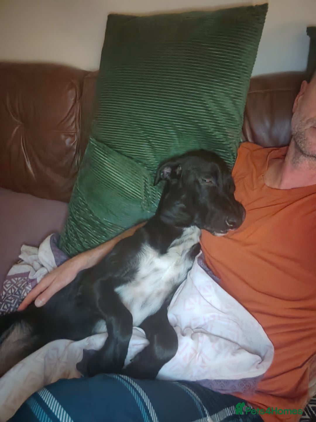 Mixed Breed dogs for sale: Percy - Advert 2