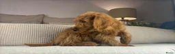 Labradoodle dogs for sale: INSTAGRAM. “OAKWELL RETRIEVERS” HEALTHY HOUNDS - Advert 19
