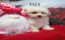 Maltipoo dogs for sale: Toy Maltipoos  - Image 6