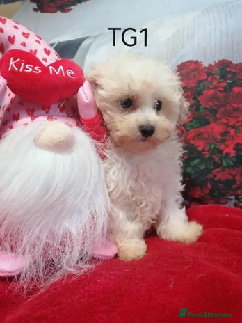 Maltipoo dogs - Advert 1