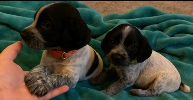 Cocker Spaniel dogs READY NOW LAST little GIRL COCKER SPANIEL PUPS - Advert 3