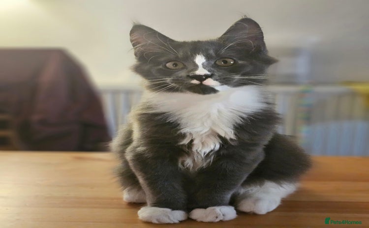 Maine Coon cats - Advert 4