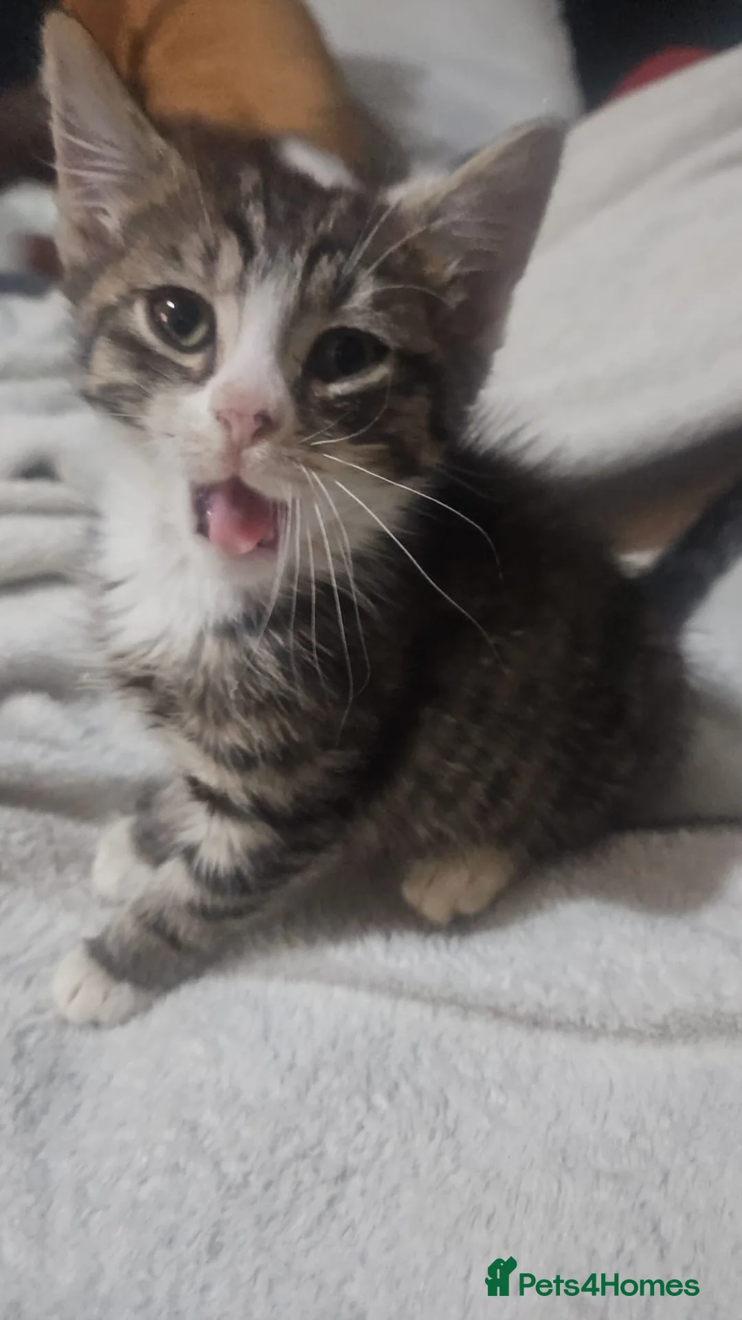 Mixed Breed cats for sale: Mixed exotic kittens - Advert 4