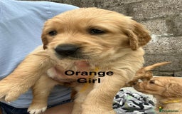 Golden Retriever dogs for sale: Golden retriever puppies  - Image 8