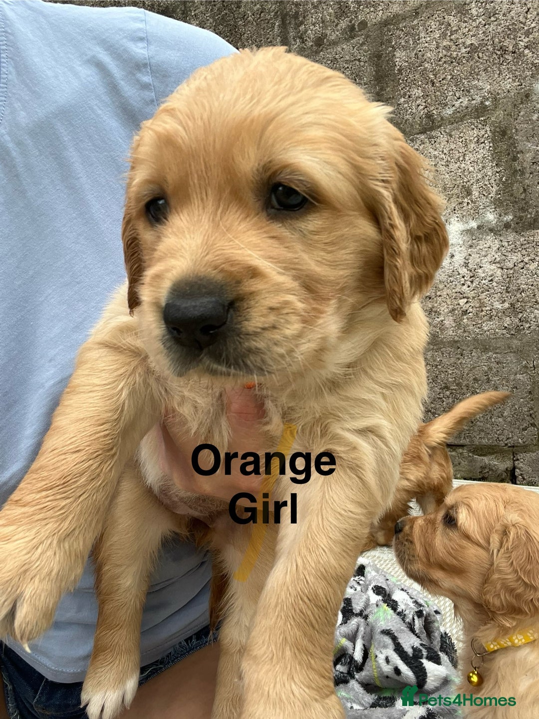 Golden Retriever dogs for sale: Golden retriever puppies  - Image 8