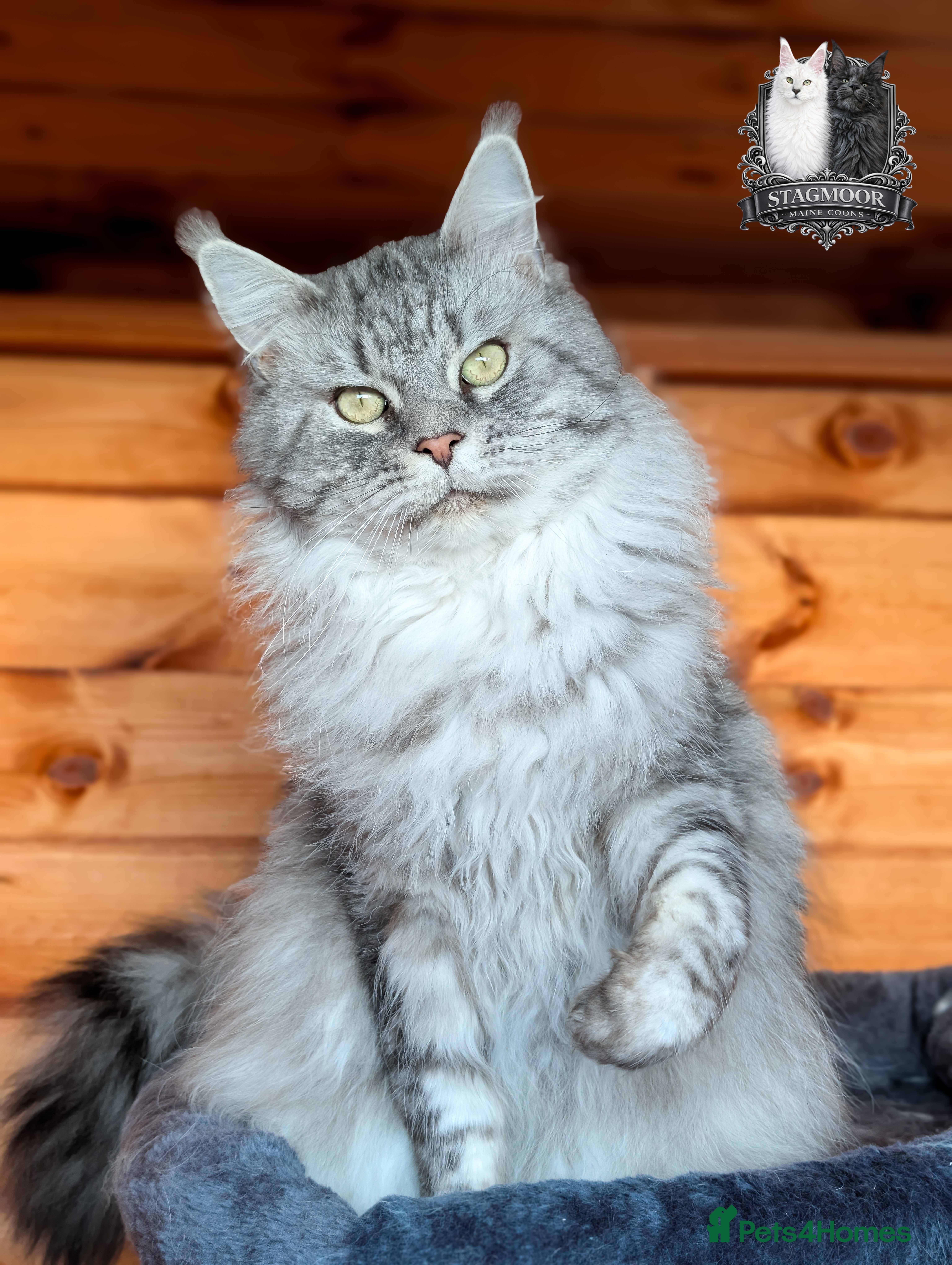 Maine Coon cats European Championship Carries Shaded GCCF & TICA - Advert 5