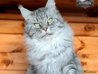 Maine Coon cats European Championship Carries Shaded GCCF & TICA - Advert 5