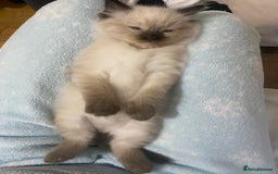 Ragdoll cats for sale: Ragdoll kittens - Advert 11