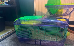 Mouse rodents for sale: 2 x Female mice with Cage - Image 2