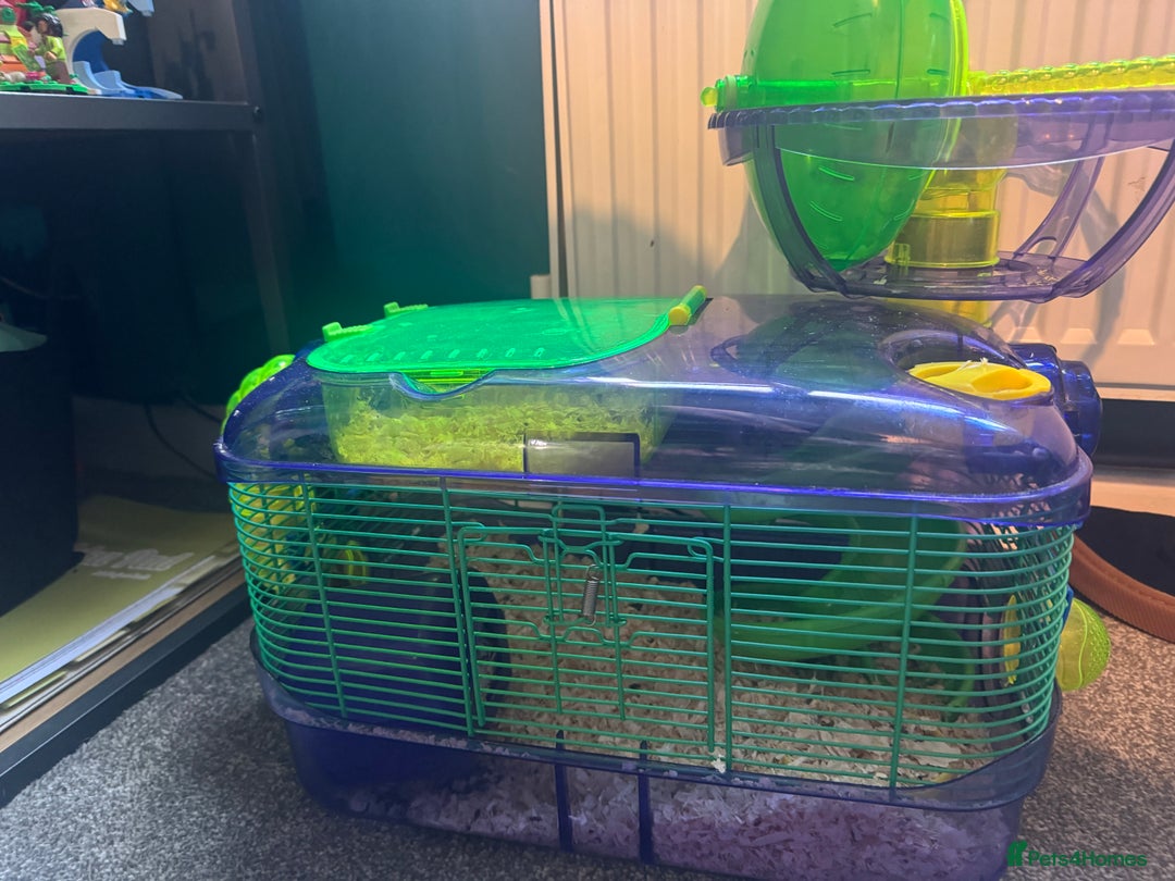 Mouse rodents for sale: 2 x Female mice with Cage - Image 2