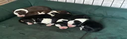 Border Collie dogs for sale: Border Collie puppies in Manchester - Advert 9
