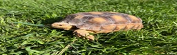 Tortoise reptiles for sale: Sulcata tortoise  - Advert 3