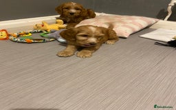 Labradoodle dogs for sale:  Australian Labradoodles Show Cocker Spaniel - Image 16