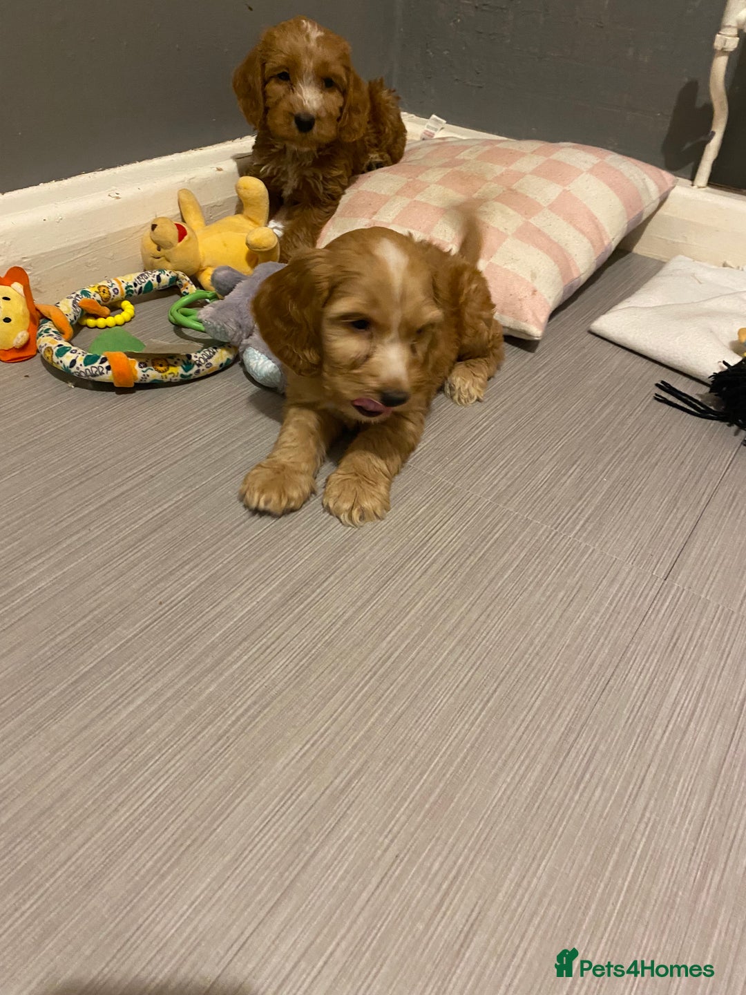 Labradoodle dogs for sale:  Australian Labradoodles Show Cocker Spaniel - Image 16