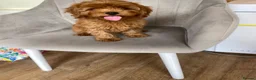 Cavapoo dogs for sale: Red cavapoo puppies for sale  in Pershore - Advert 4