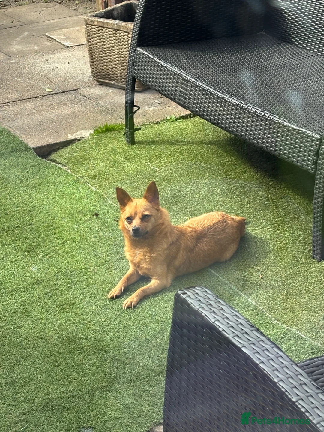 Pomapoo dogs for sale: Pomerpoo puppies for sale - Advert 29