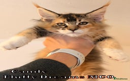 Maine Coon cats for sale: Fluffy Maine Coons 3 girls 1 boy active/non-active - Image 4