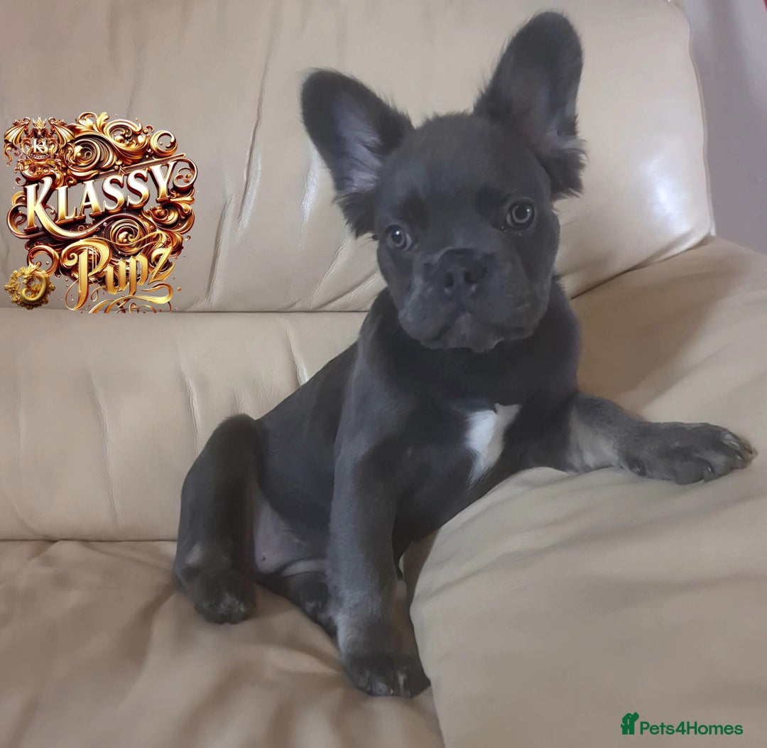 French Bulldog dogs for sale: KLASSY BULLZ KENNELS - KLASSY PUPZ ✨️ in Beckenham - Image 8