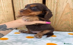 Cocker Spaniel dogs for sale: Ready 30th august import lines  - Image 33