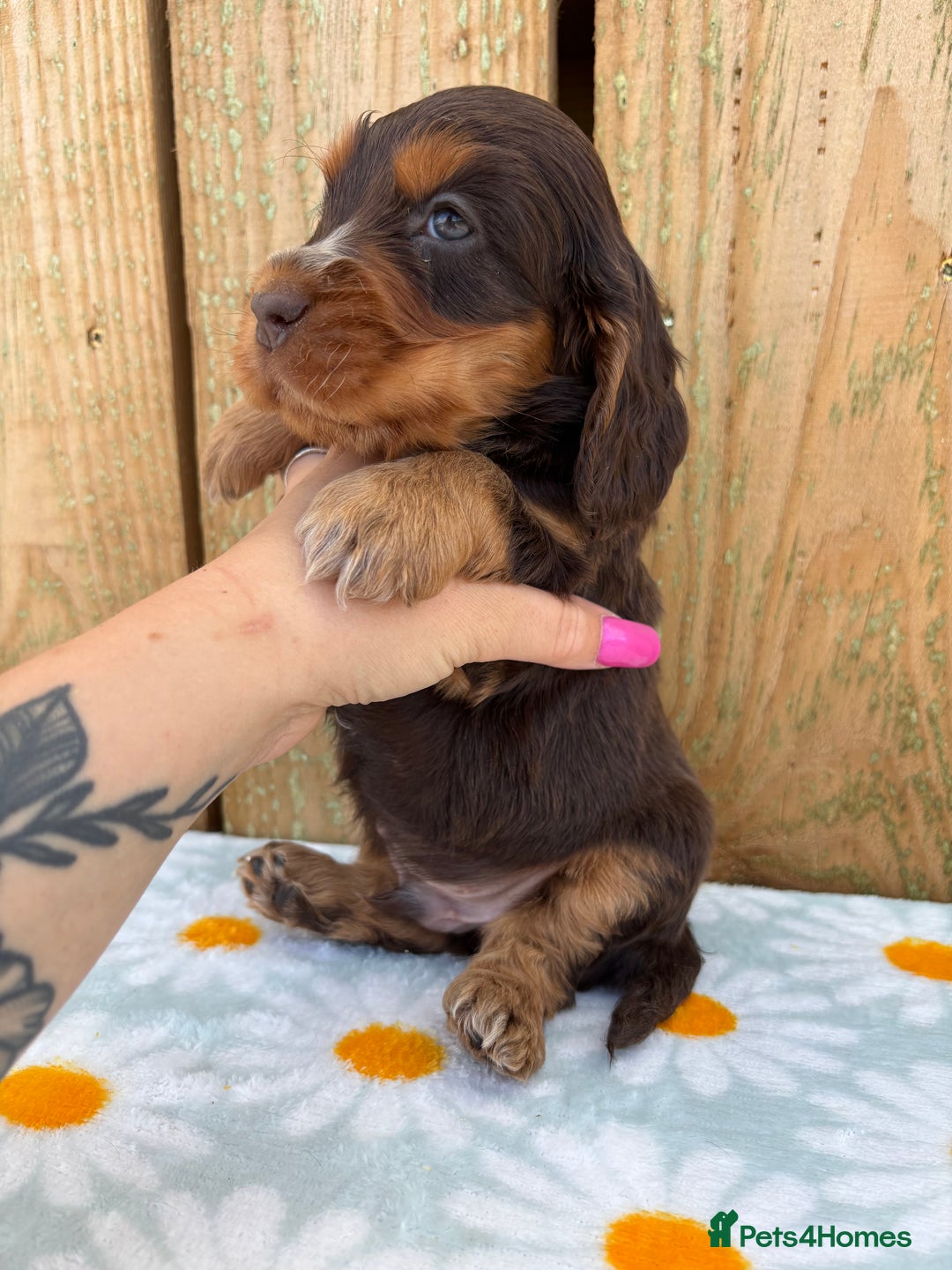 Cocker Spaniel dogs for sale: Ready 30th august import lines  - Image 33
