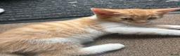 Mixed Breed cats for sale: Beautiful playful kitties  - Advert 5