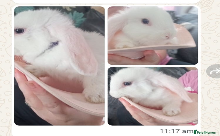 Mini Lop rabbits - Advert 12